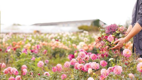 Selon Florent Moreau, président de la Fédération française des artisans fleuristes,« le niveau d’activité est actuellement impressionnant. Depuis le début de l’année, nous sommes à + 10 % de chiffre d’affaires par rapport à la même période de 2019. »